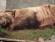 Przeszczep od zwierzęcia ratunkiem dla człowieka?